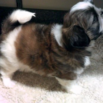 Waccamaw Regional Veterinary Center - Shih Tzu Pup - Veterinarians Near Me - Conway, South Carolina Waccamaw Regional Veterinary Center - Shih Tzu Pup - Veterinarians Near Me - Conway, South Carolina