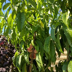 Terry's Nursery - Great place! Terry is so informative and knowledgeable very happy with the service, products and prices!!!