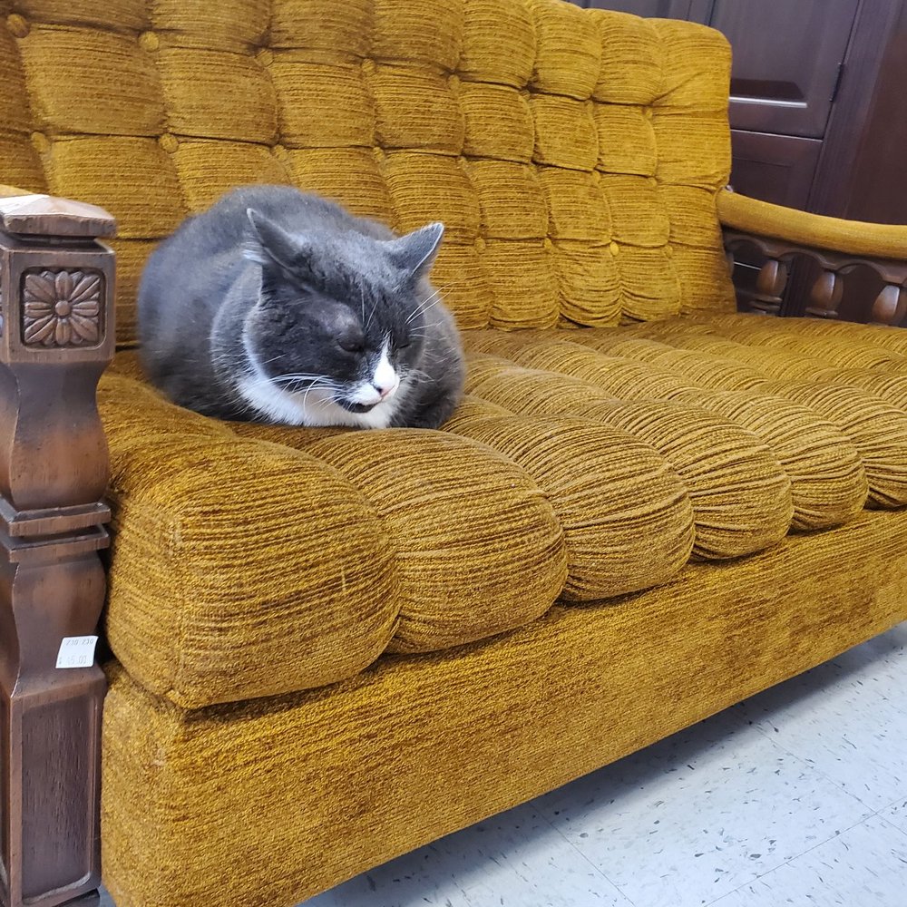 William Temple House Thrift Store - Really big/cute shop cat - Used, Vintage & Consignment Near Me - Portland, Oregon