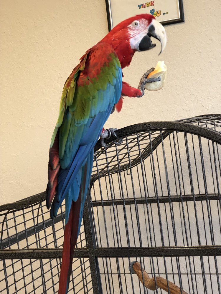 Exotic Wildlife Pet Store Image