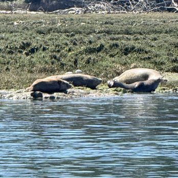 Monterey Bay Eco Tours - Boat Tours Near Me - Moss Landing, California Monterey Bay Eco Tours - Boat Tours Near Me - Moss Landing, California