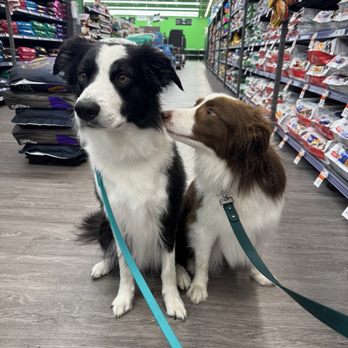 Pet Supplies Plus Auburn - Finn & Huck after a bath about to pick out a new chew - Pet Groomers Near Me - Auburn, Alabama