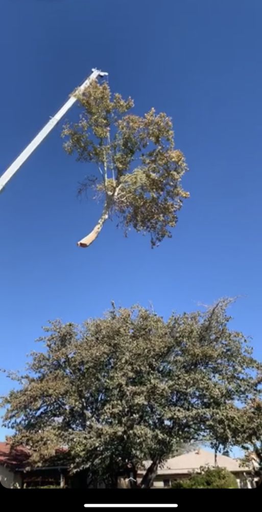 Cedar Landscaping and Tree Care - tree service in Albuquerque, NM