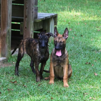 The International K9 Foundation - Certified & Professional Dog Training. Basic and Advanced Obedience, All types of dogs. PST Emotional support Service dog training. - Pet Training Near Me - Summit, Mississippi The International K9 Foundation - Certified & Professional Dog Training. Basic and Advanced Obedience, All types of dogs. PST Emotional support Service dog training. - Pet Training Near Me - Summit, Mississippi