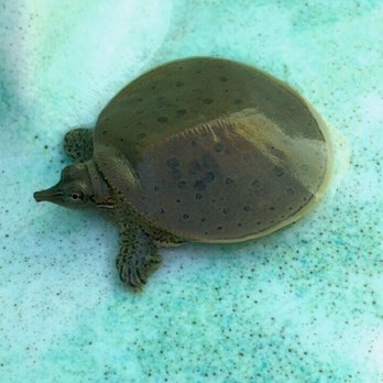 Billy's Kayak Adventures - Soft shell turtle, a sweet little turtle friend - Rafting/Kayaking Near Me - Linden, Tennessee Billy's Kayak Adventures - Soft shell turtle, a sweet little turtle friend - Rafting/Kayaking Near Me - Linden, Tennessee