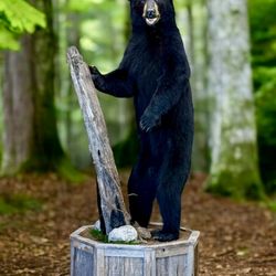Morgan Taxidermy - Black bear