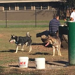 Dog Park in Andover Central Park