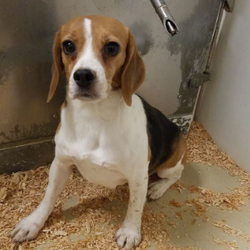 Freedom High School - Random dog found in cafeteria????