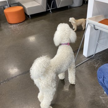 Carbiz - This is the dog that sniffed my husband's crotch. - Car Dealers Near Me - Baltimore, Maryland