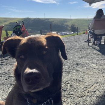 3 Steves Winery - family and dog friendly - Wineries Near Me - Livermore, California