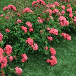 Natural Garden And Nursery