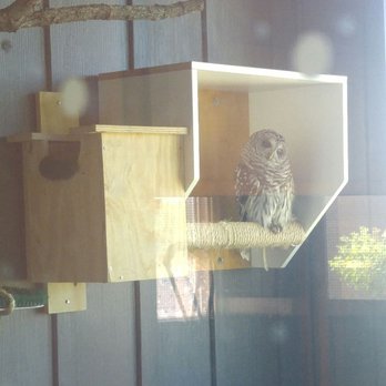 Jay C. Hormel Nature Center - Live owl not stuffed. - Parks Near Me - Austin, Minnesota