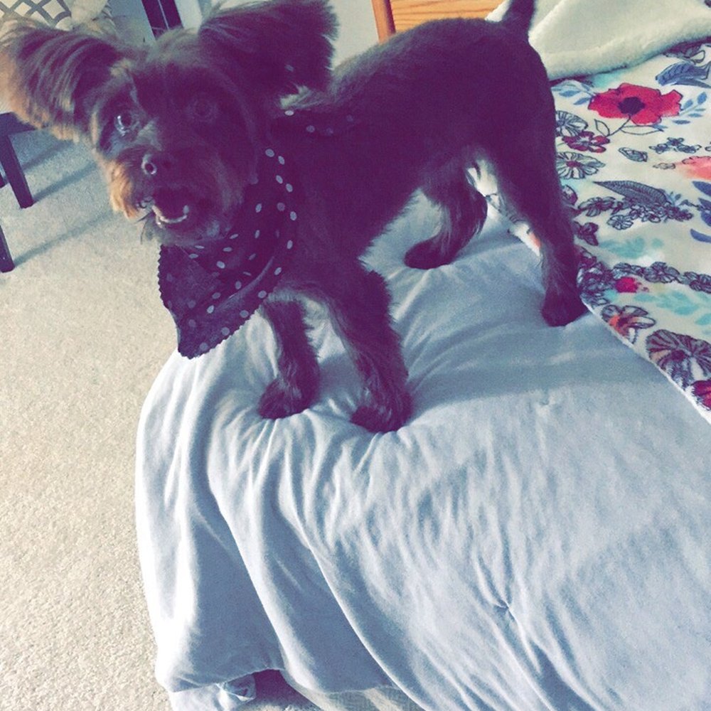 The Purple Poodle - & this is her afterwards! Vanessa did a wonderful job and we will most definitely be back - Pet Groomers Near Me - Carol Stream, Illinois The Purple Poodle - & this is her afterwards! Vanessa did a wonderful job and we will most definitely be back - Pet Groomers Near Me - Carol Stream, Illinois