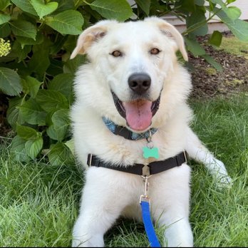 Sensitive Dog - Pet Training Near Me - Seattle, Washington Sensitive Dog - Pet Training Near Me - Seattle, Washington
