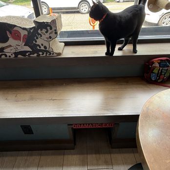 Catzen Coffee - Exit into the cats' private basement space - Coffee & Tea Near Me - Saint Paul, Minnesota Catzen Coffee - Exit into the cats' private basement space - Coffee & Tea Near Me - Saint Paul, Minnesota