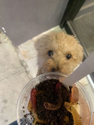 Lazy Sundaes by null