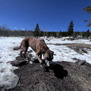 Colorado Yeti Dogs - Carmen! - Dog Walkers Near Me Colorado Yeti Dogs - Carmen! - Dog Walkers Near Me