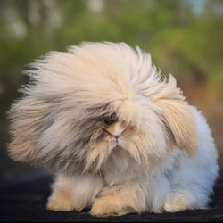 Snuggle Bunny Nashville