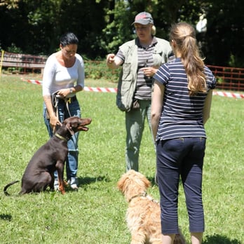 Hundeschule Stuttgart - Pet Training Near Me - Stuttgart, BW