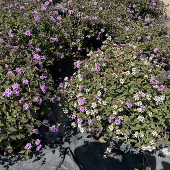 Kobata Growers - Nurseries & Gardening Near Me - Torrance, California Kobata Growers - Nurseries & Gardening Near Me - Torrance, California
