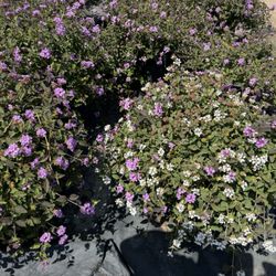 Kobata Growers