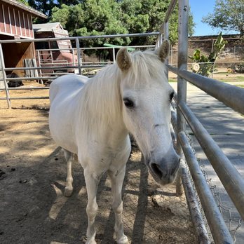 Montebello Barnyard Zoo - Petting Zoos Near Me - Montebello, California Montebello Barnyard Zoo - Petting Zoos Near Me - Montebello, California