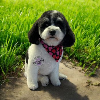 Lake Norman Dog Grooming Studio: Pamper Your Pup Today