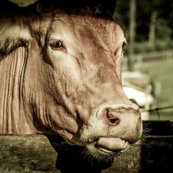 Maleny Dairy Milk