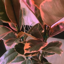 Honey Plant - Plant