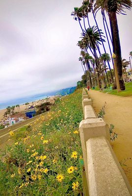 Palisades Park by null