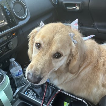 Cookies N Clean - This is what my pretty gal looked like when I picked her up! I just love this place. - Pet Groomers Near Me - Phoenix, Arizona Cookies N Clean - This is what my pretty gal looked like when I picked her up! I just love this place. - Pet Groomers Near Me - Phoenix, Arizona