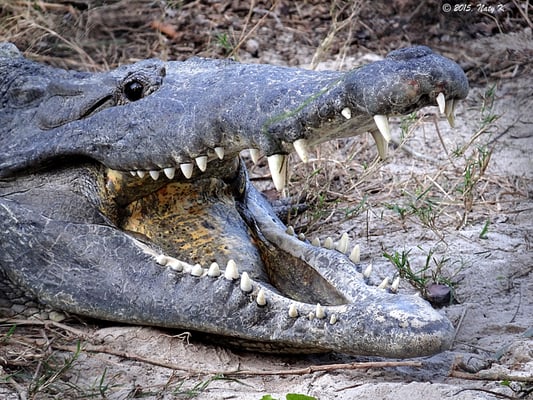 Everglades Outpost by null