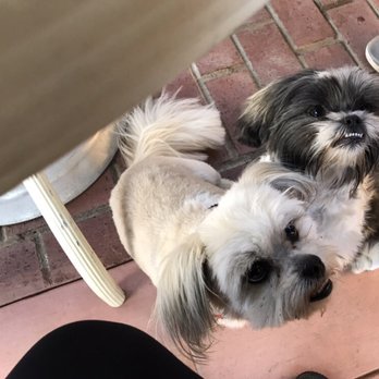 Doggie Stylezz - Pet Groomers Near Me - San Jose, California Doggie Stylezz - Pet Groomers Near Me - San Jose, California