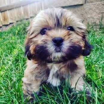 TLC kennel - Pet Breeders Near Me - Kit Carson, Colorado