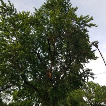 Marvin Tree and Lawn Service - Silver Maple BEFORE - Tree Services Near Me Marvin Tree and Lawn Service - Silver Maple BEFORE - Tree Services Near Me
