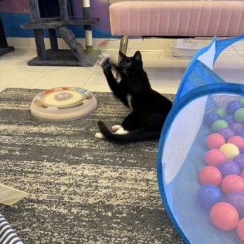 Catopia Cat Cafe - Playful cats - Pet Adoption Near Me - Albuquerque, New Mexico