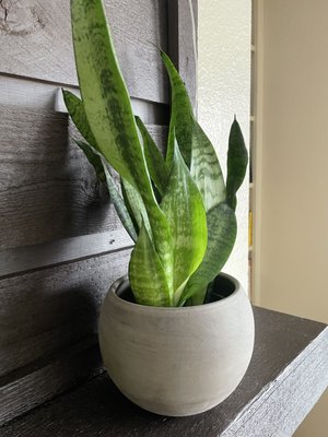 The Living Room by null