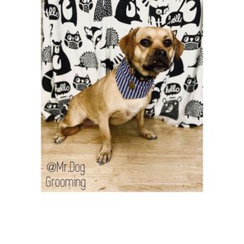 Mr Dog Mobile Grooming - Pet Groomers Near Me Mr Dog Mobile Grooming - Pet Groomers Near Me