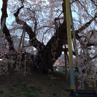 Miharu Takizakura by null