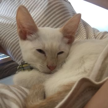Pounce Cat Cafe - This wonderful kitten, I think his name was goblin, that fell asleep on me. - Themed Cafes Near Me - Savannah, Georgia