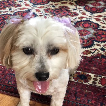 Pampered Canine - Coco - Pet Stores Near Me - Saint Louis, Missouri