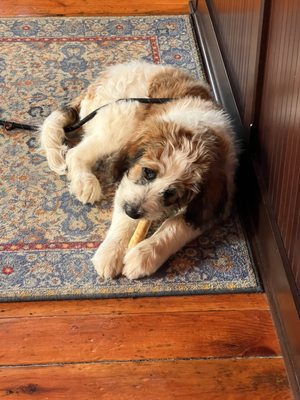 South River Vineyard by null