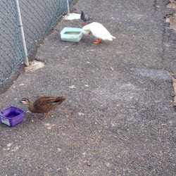 Bulimba Ferry Terminal - Water bowls for resident ducks