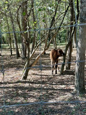 Big Bone Lick State Historic Site by null