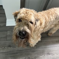 Wags & Whiskers Pet Salon - Duncan Malone