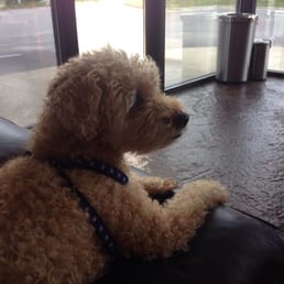 Samson waits patiently. Samson waits patiently.