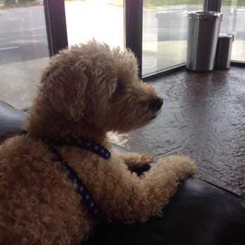 ATX Imperial Auto Glass - Samson waits patiently. - Auto Glass Services Near Me - Austin, Texas ATX Imperial Auto Glass - Samson waits patiently. - Auto Glass Services Near Me - Austin, Texas