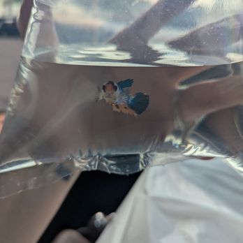 360 Aquatic - Female betta - Local Fish Stores Near Me - Houston, Texas