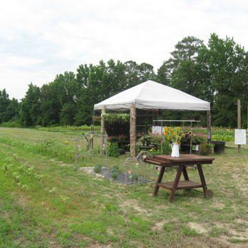 Purple Bloomers Lavender Farm - Farms Near Me - Lillington, North Carolina