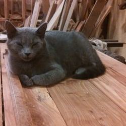 RVP1875 - Cute cats!